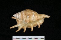 藏品(蜘蛛螺)的圖片